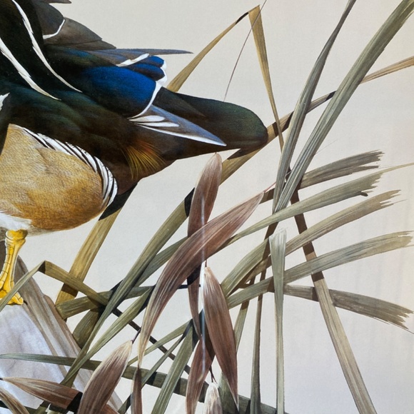 Art La May 3x framed prints with glass: Water Pair, Green Winged, Canvas Back. - Picture 12 of 16